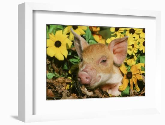 Pig-null-Framed Photographic Print