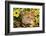 Pig-null-Framed Photographic Print