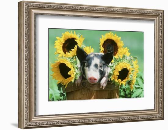 Pig-null-Framed Photographic Print