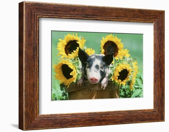 Pig-null-Framed Photographic Print