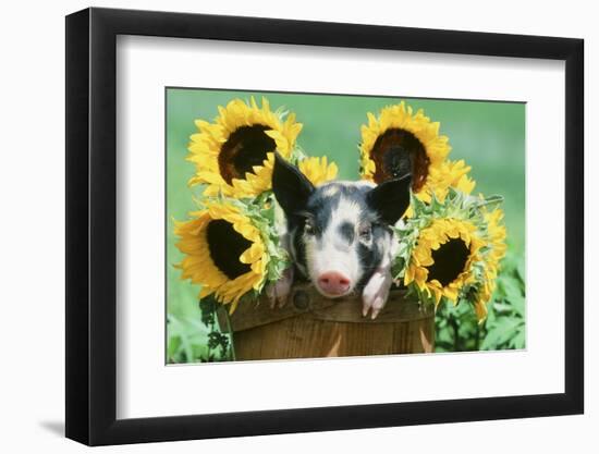 Pig-null-Framed Photographic Print