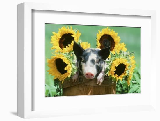 Pig-null-Framed Photographic Print