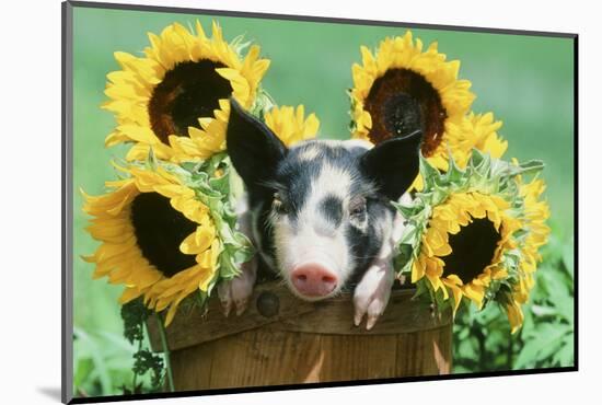 Pig-null-Mounted Photographic Print