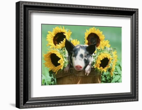 Pig-null-Framed Photographic Print