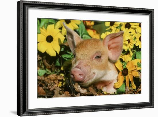 Pig-null-Framed Photographic Print