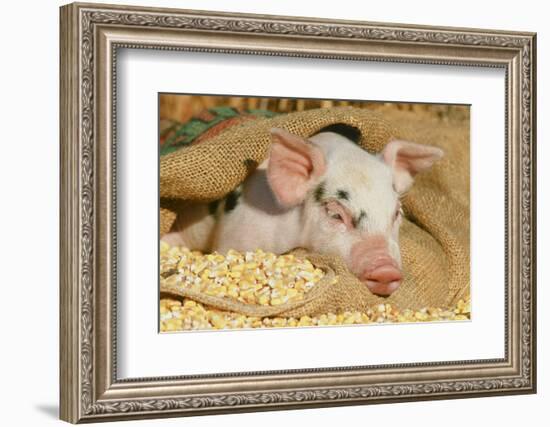 Pig-null-Framed Photographic Print