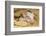 Pig-null-Framed Photographic Print