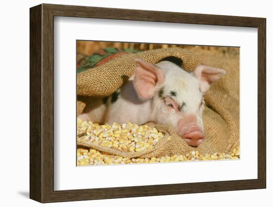 Pig-null-Framed Photographic Print