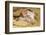 Pig-null-Framed Photographic Print