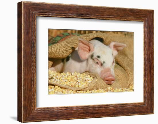 Pig-null-Framed Photographic Print