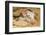 Pig-null-Framed Photographic Print