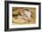 Pig-null-Framed Photographic Print