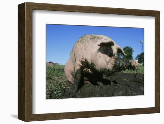 Pig-null-Framed Photographic Print