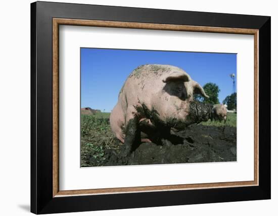 Pig-null-Framed Photographic Print