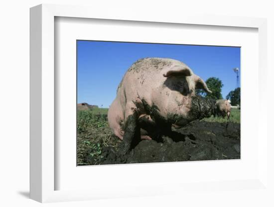 Pig-null-Framed Photographic Print