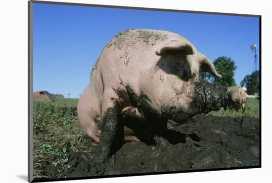 Pig-null-Mounted Photographic Print