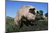 Pig-null-Mounted Photographic Print