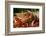 Pig-null-Framed Photographic Print