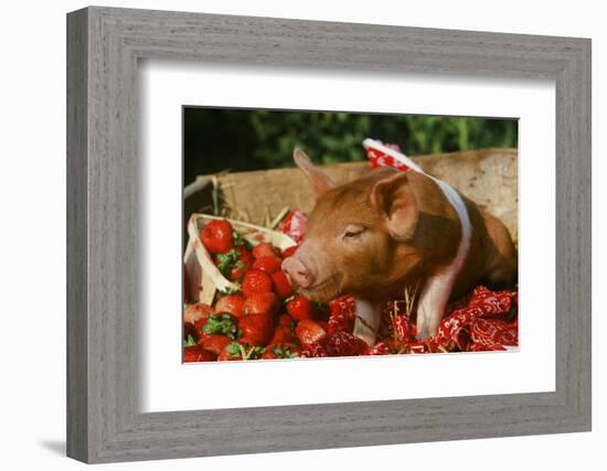 Pig-null-Framed Photographic Print