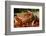 Pig-null-Framed Photographic Print