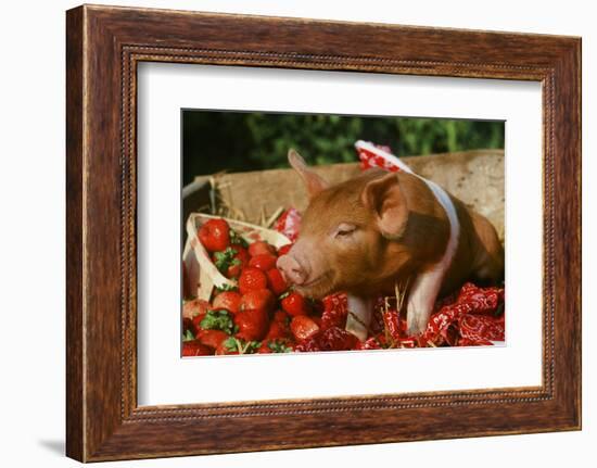 Pig-null-Framed Photographic Print