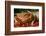 Pig-null-Framed Photographic Print