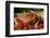 Pig-null-Framed Photographic Print