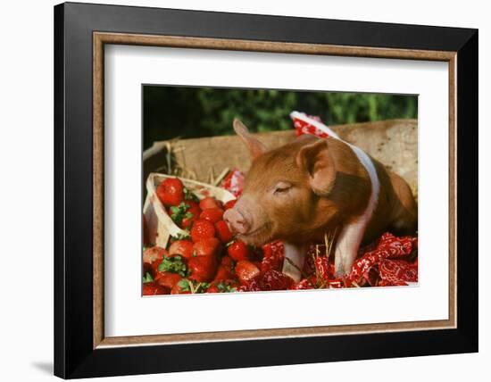 Pig-null-Framed Photographic Print