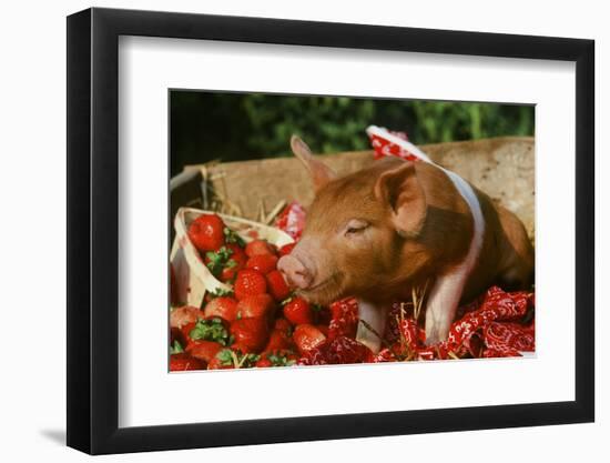 Pig-null-Framed Photographic Print