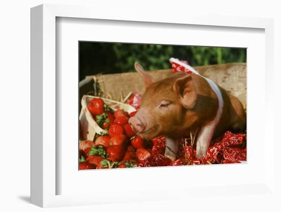 Pig-null-Framed Photographic Print