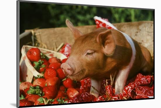 Pig-null-Mounted Photographic Print