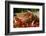 Pig-null-Framed Photographic Print