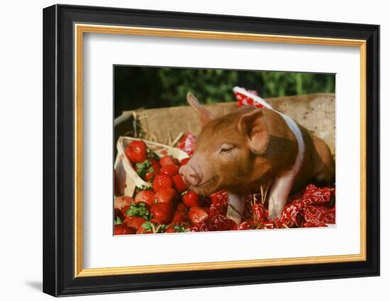 Pig-null-Framed Photographic Print