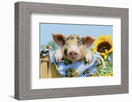 Pig-null-Framed Photographic Print