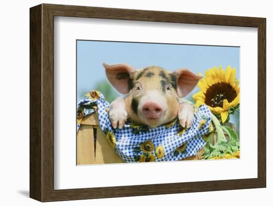 Pig-null-Framed Photographic Print