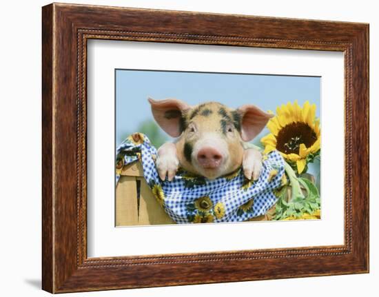 Pig-null-Framed Photographic Print