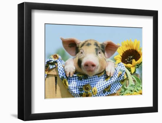 Pig-null-Framed Photographic Print