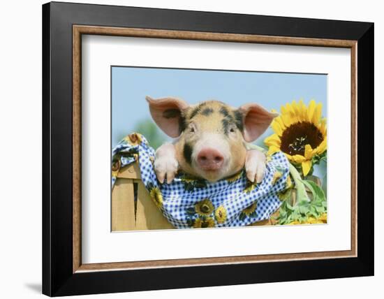 Pig-null-Framed Photographic Print