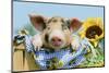 Pig-null-Mounted Photographic Print