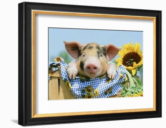 Pig-null-Framed Photographic Print