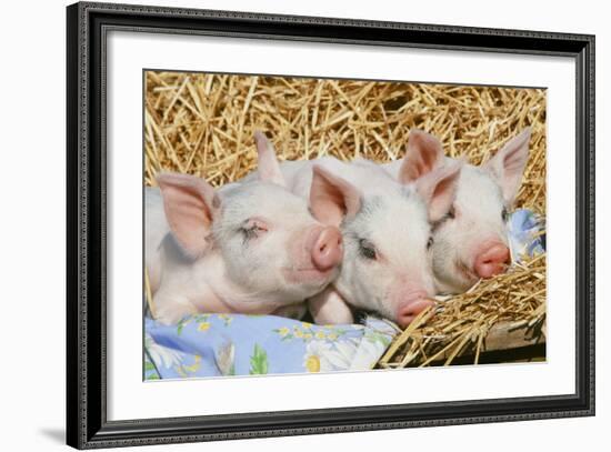 Pig-null-Framed Photographic Print