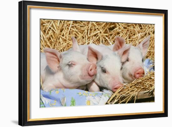 Pig-null-Framed Photographic Print