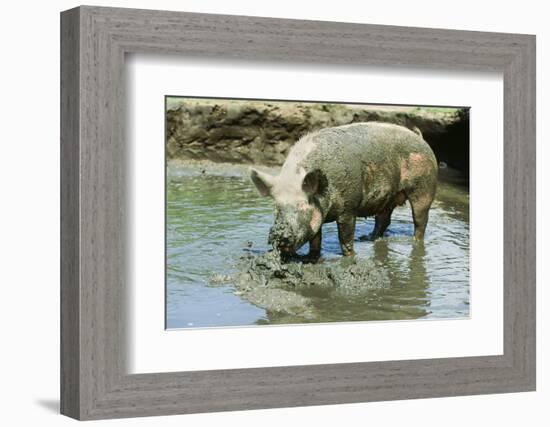 Pig-null-Framed Photographic Print