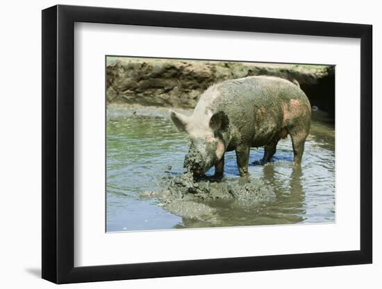 Pig-null-Framed Photographic Print