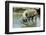 Pig-null-Framed Photographic Print