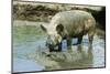 Pig-null-Mounted Photographic Print