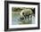 Pig-null-Framed Photographic Print