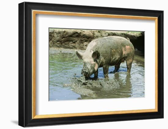 Pig-null-Framed Photographic Print