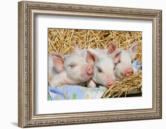 Pig-null-Framed Photographic Print