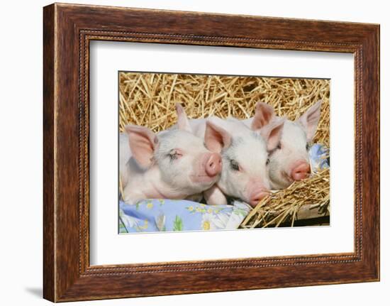 Pig-null-Framed Photographic Print